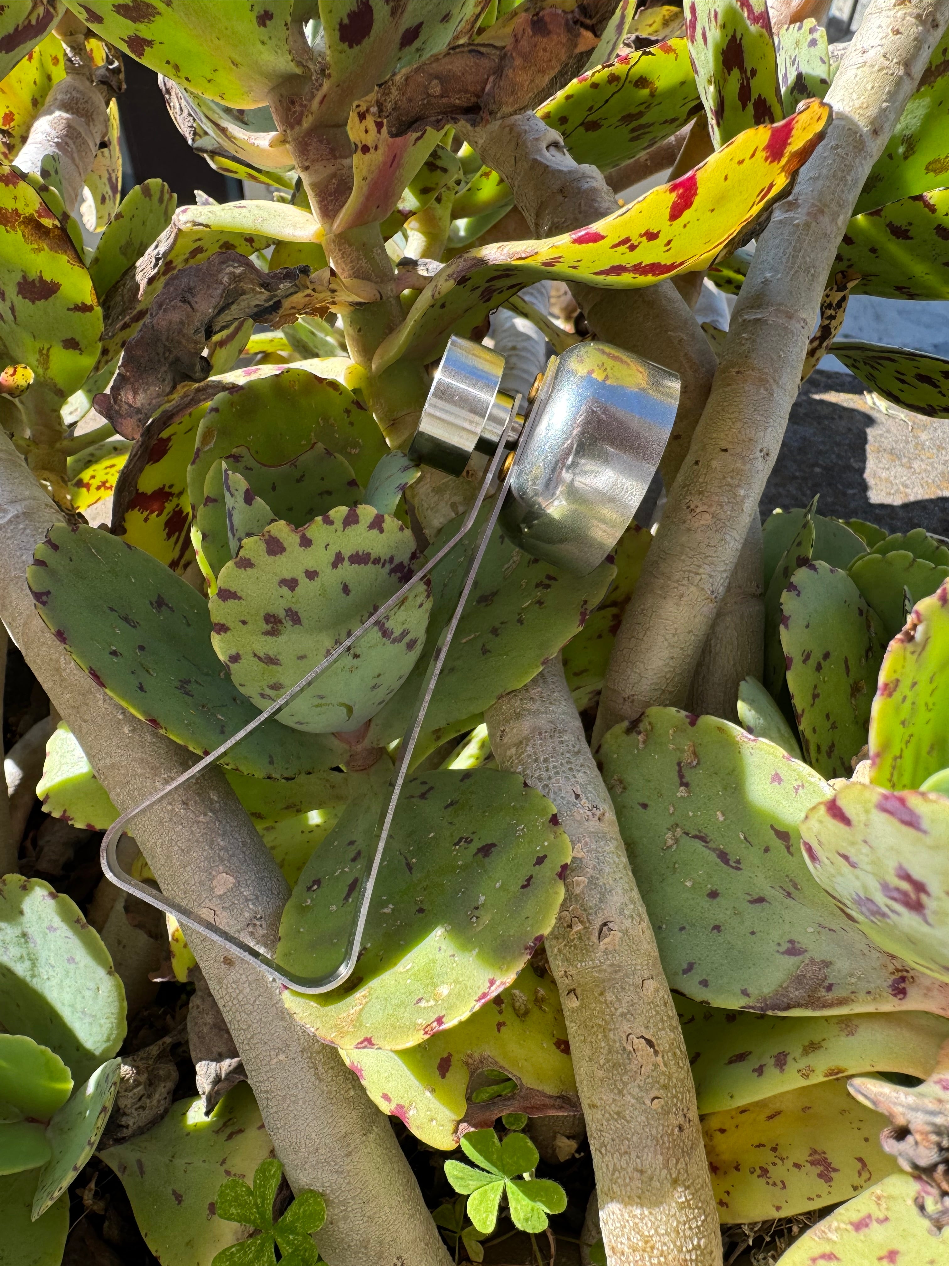 Apriuova Per Uova Di Gallina