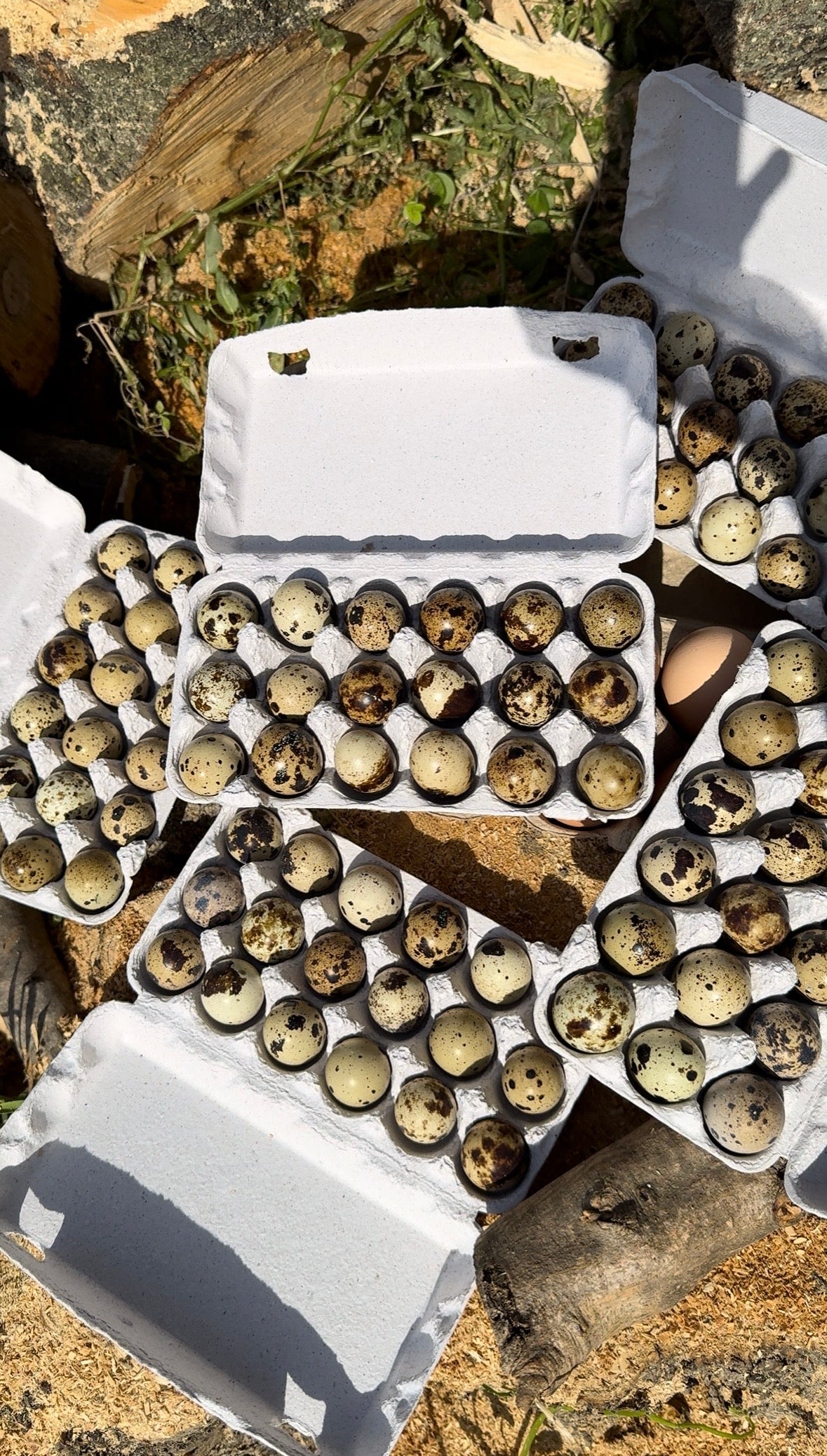 Uova di Quaglia Jumbo - Colorazioni Miste