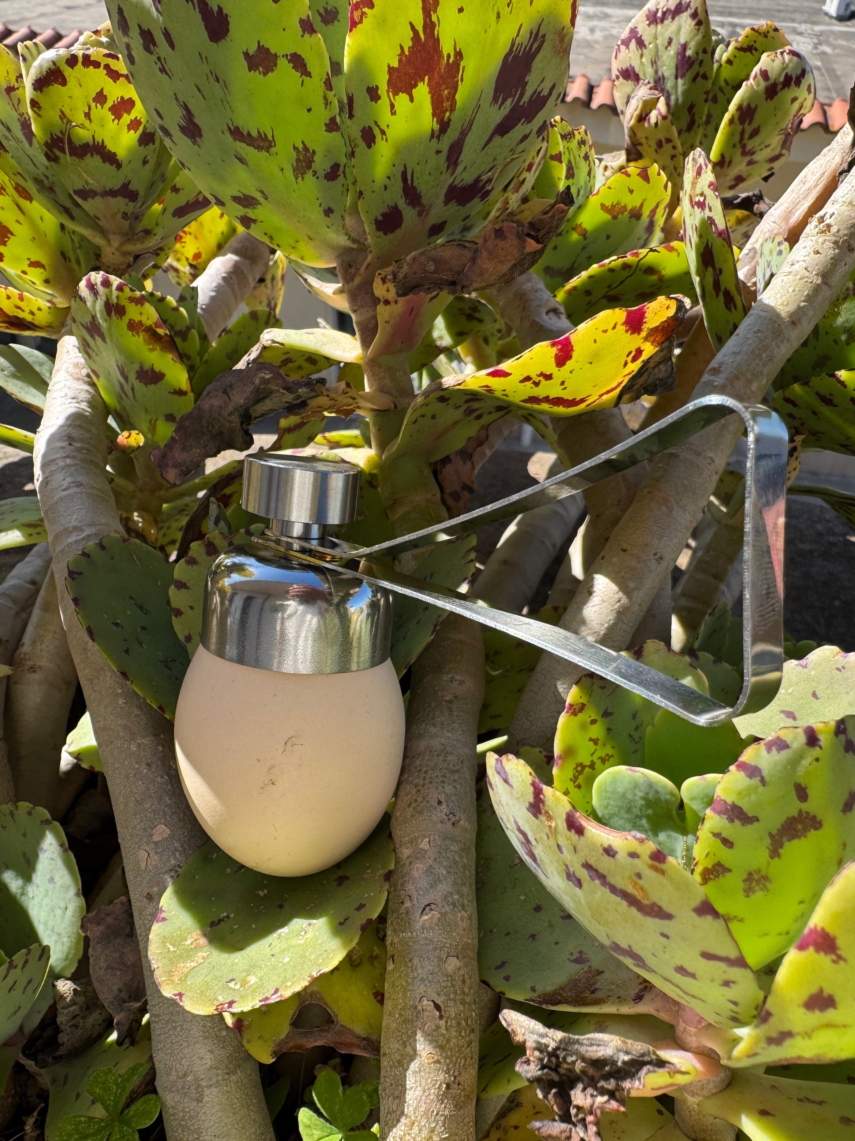 Apriuova Per Uova Di Gallina