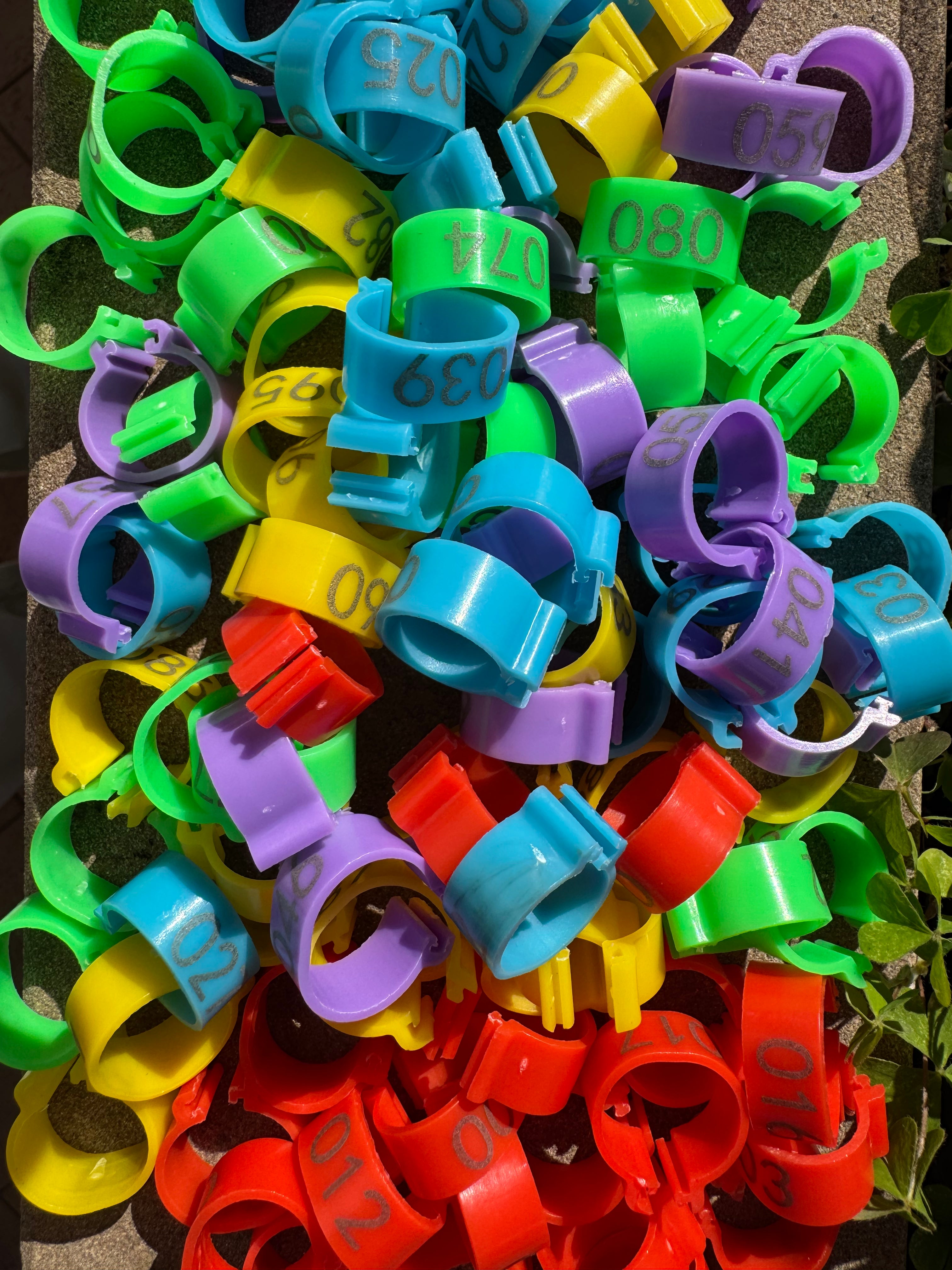 Anelli Identificativi Numerati Per Galline