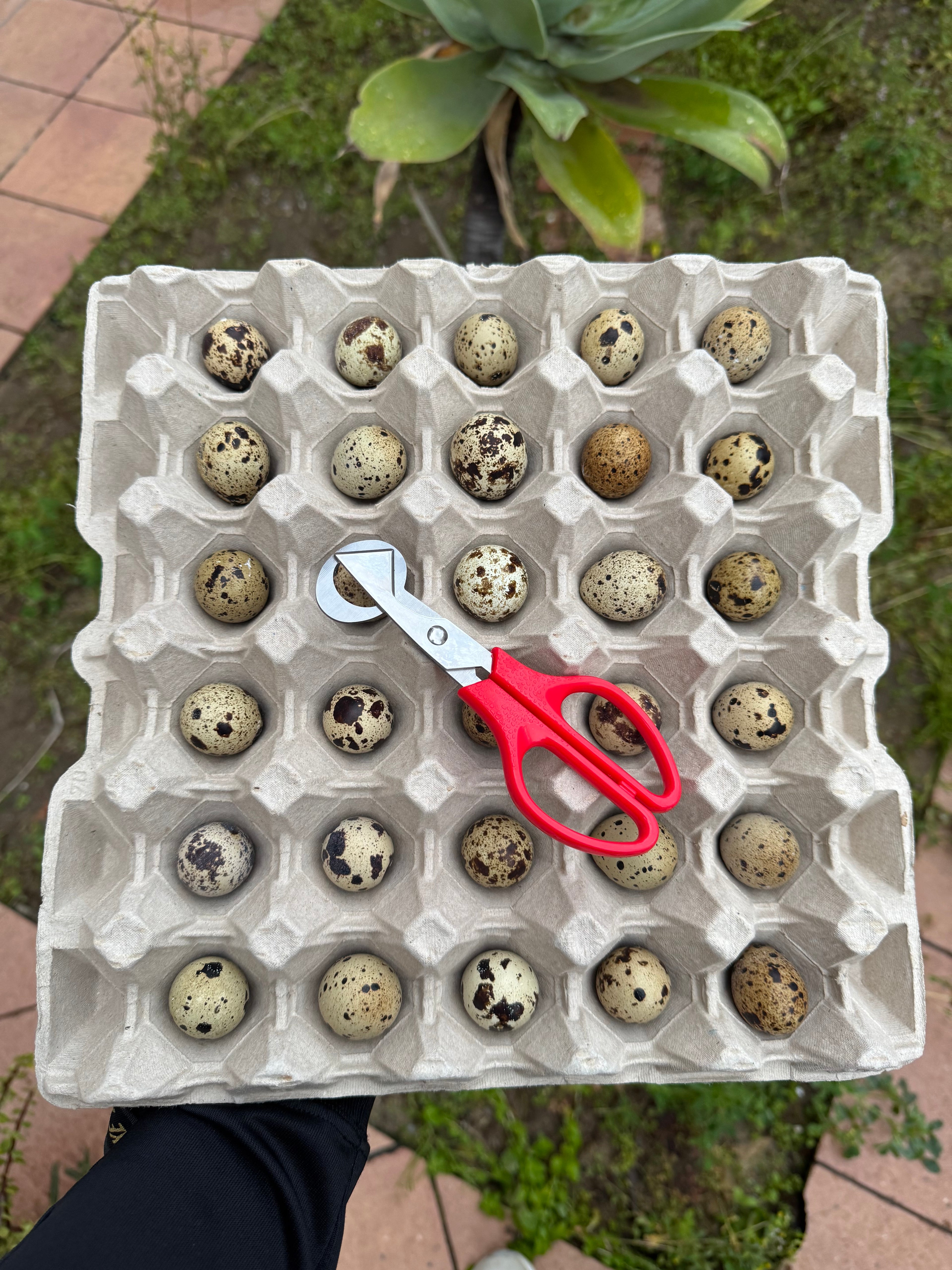 Uova di Quaglia Jumbo + Forbici Apri Uova