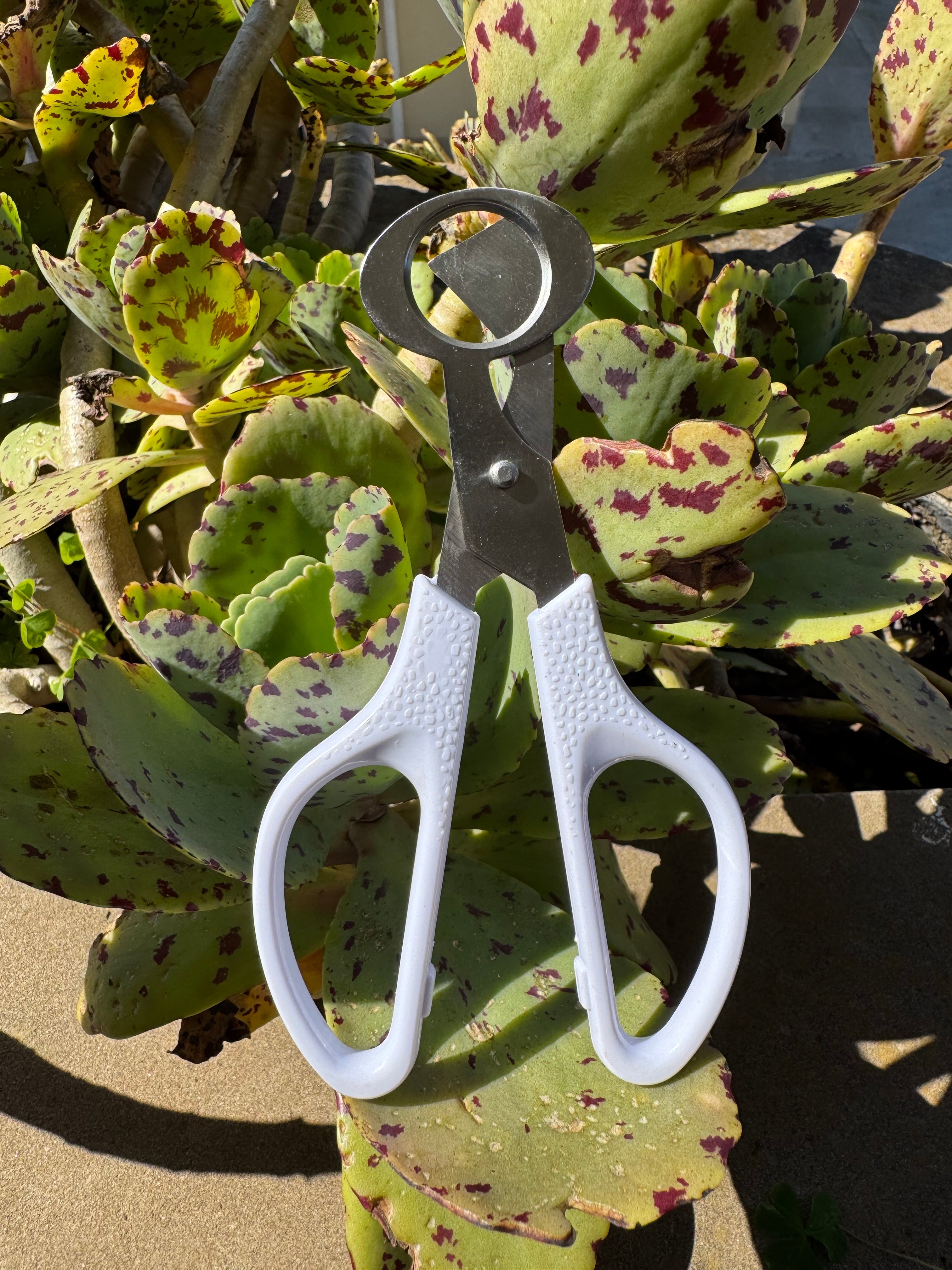 Forbici Apri - Uova di Quaglia - Taglio Preciso e Igienico