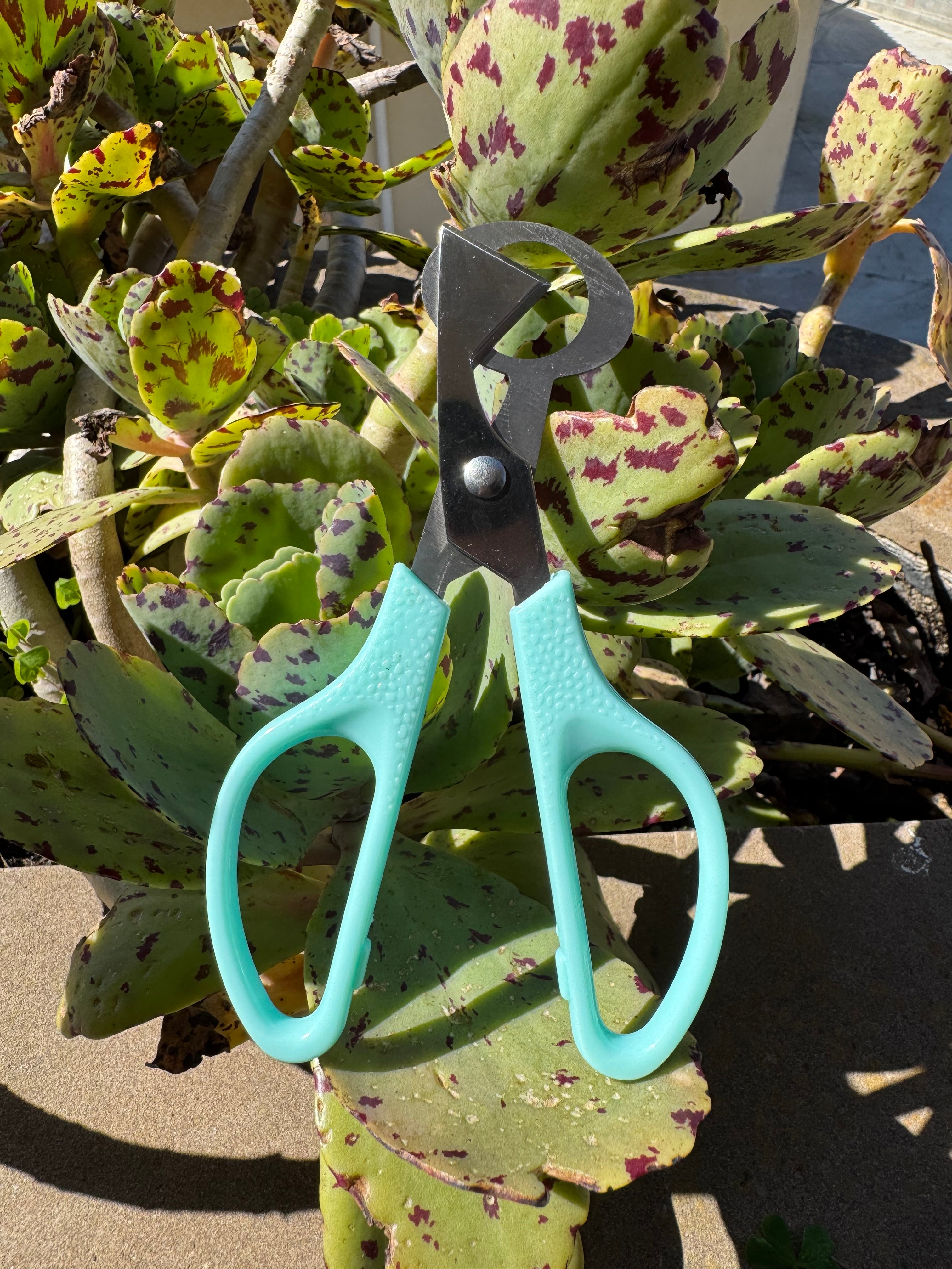 Forbici Apri - Uova di Quaglia - Taglio Preciso e Igienico