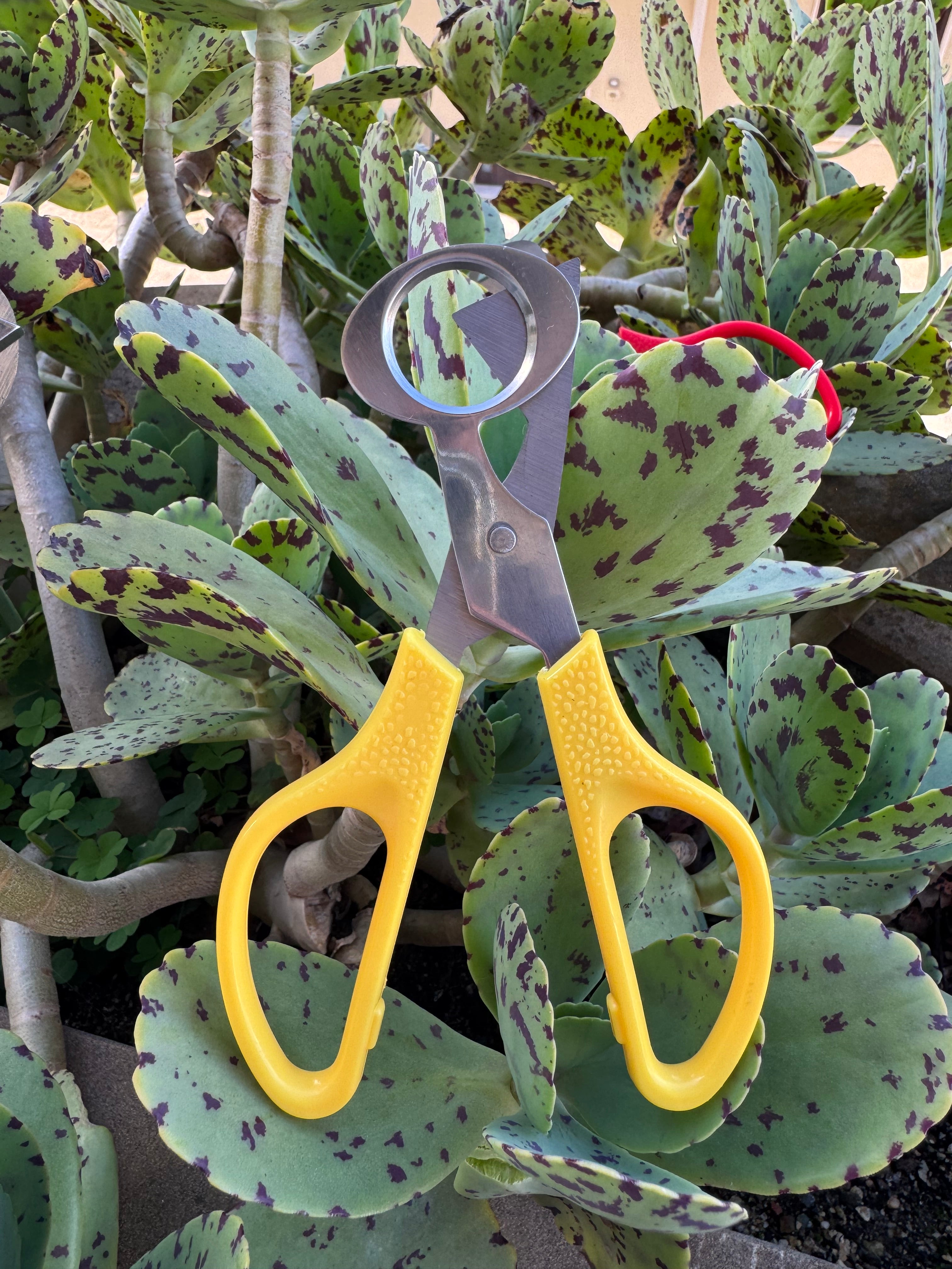 Forbici Apri - Uova di Quaglia - Taglio Preciso e Igienico