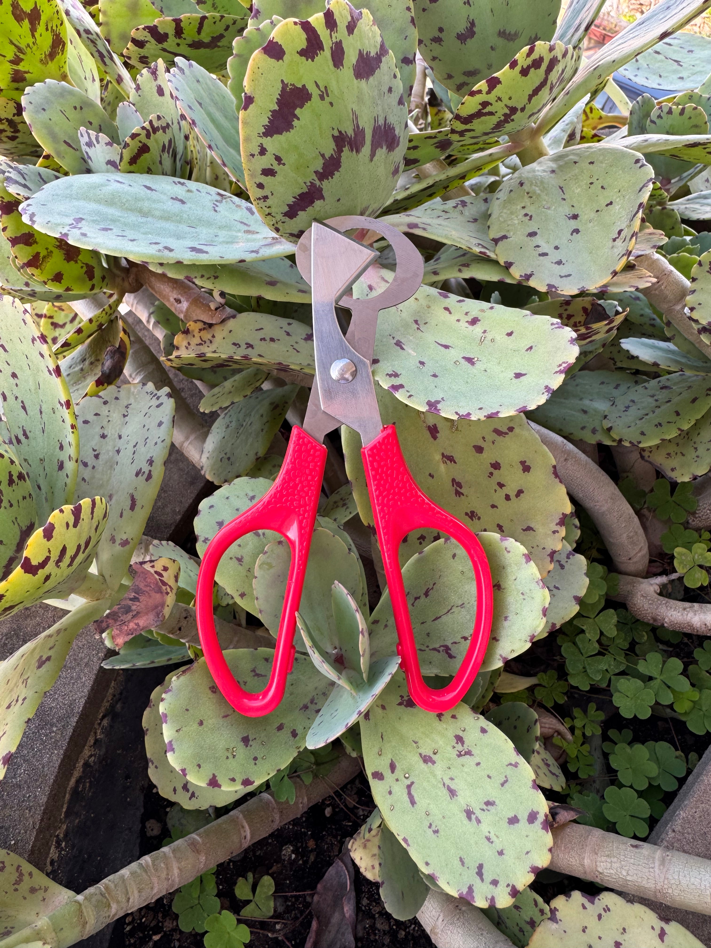 Forbici Apri - Uova di Quaglia - Taglio Preciso e Igienico