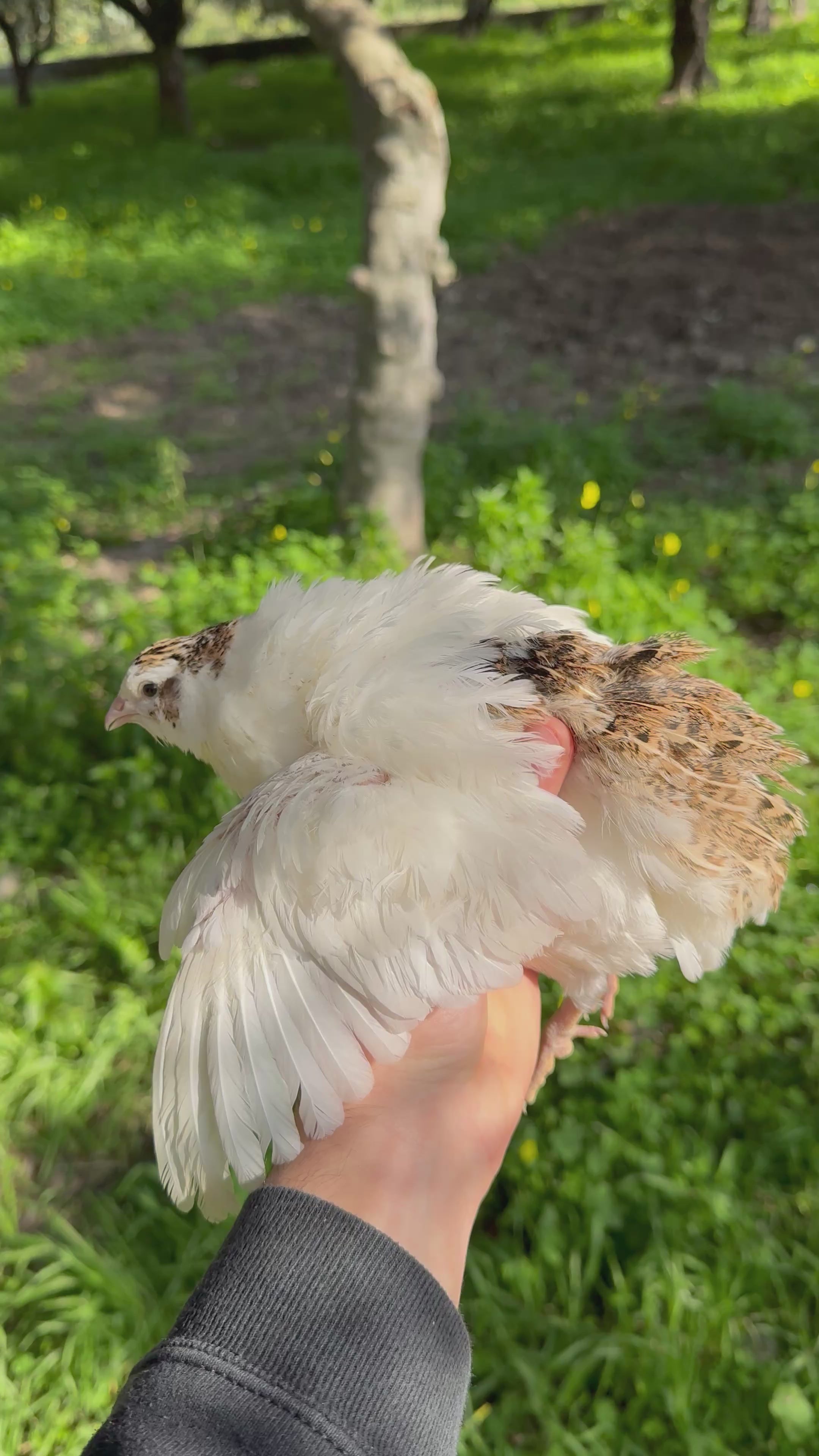 Uova di Quaglia Jumbo - Colorazione Bianca x Golden