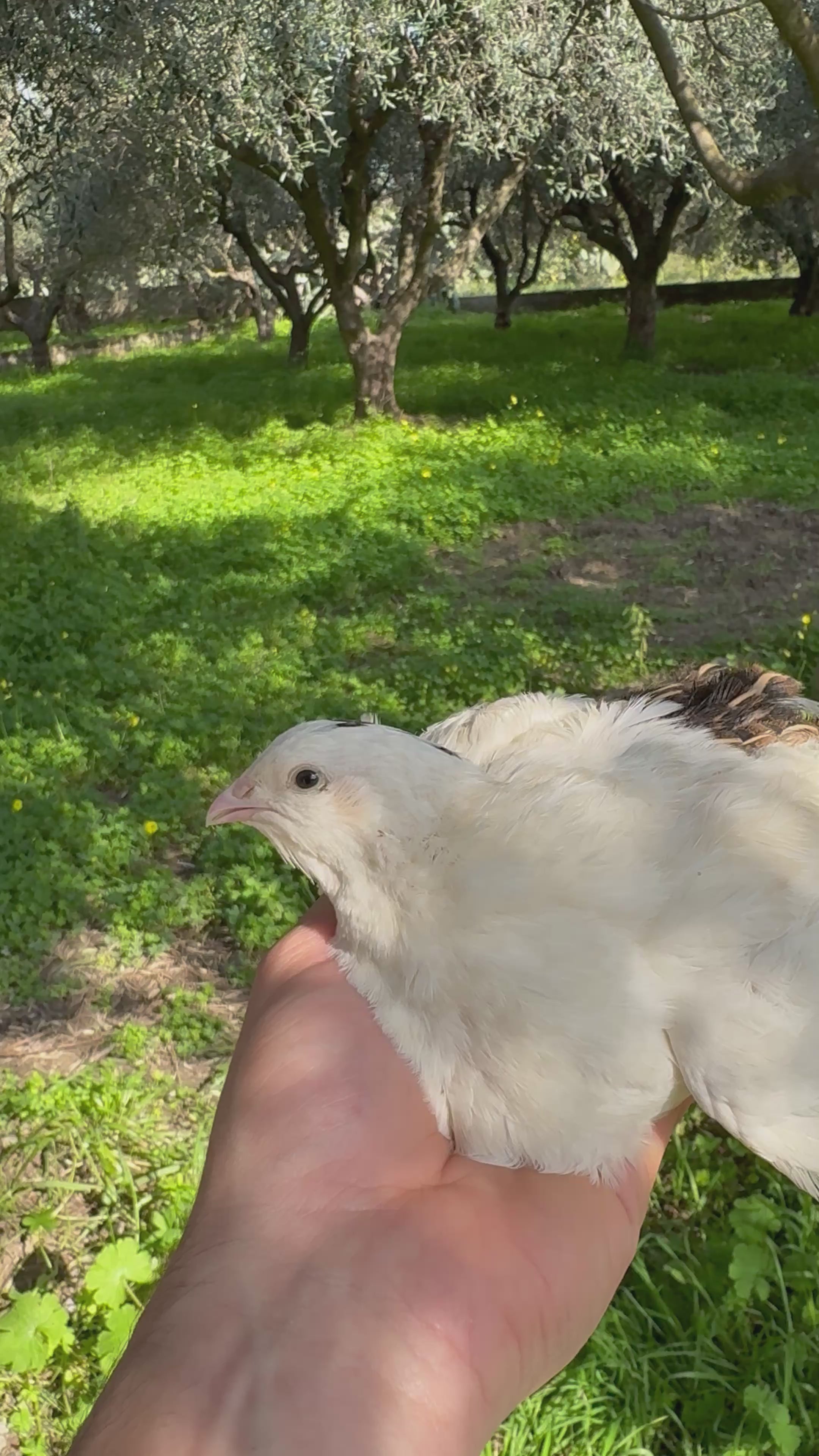 Uova di Quaglia Jumbo - Colorazione Bianca x Selvatica