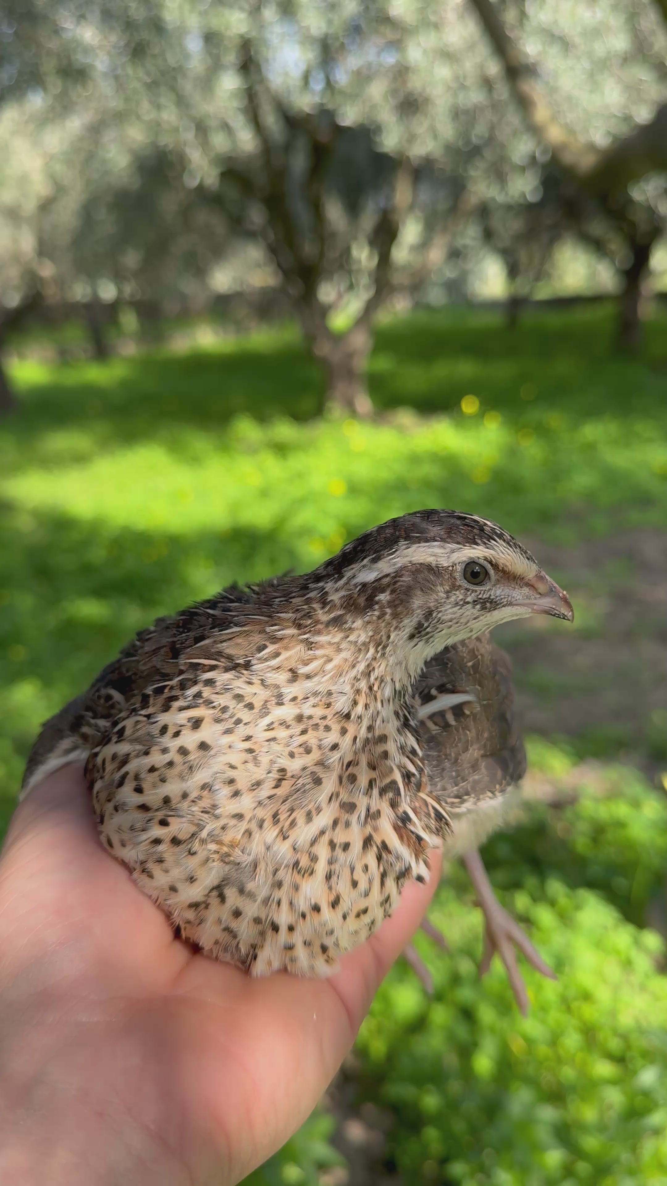 Uova di Quaglia Jumbo - Colorazione Selvatica