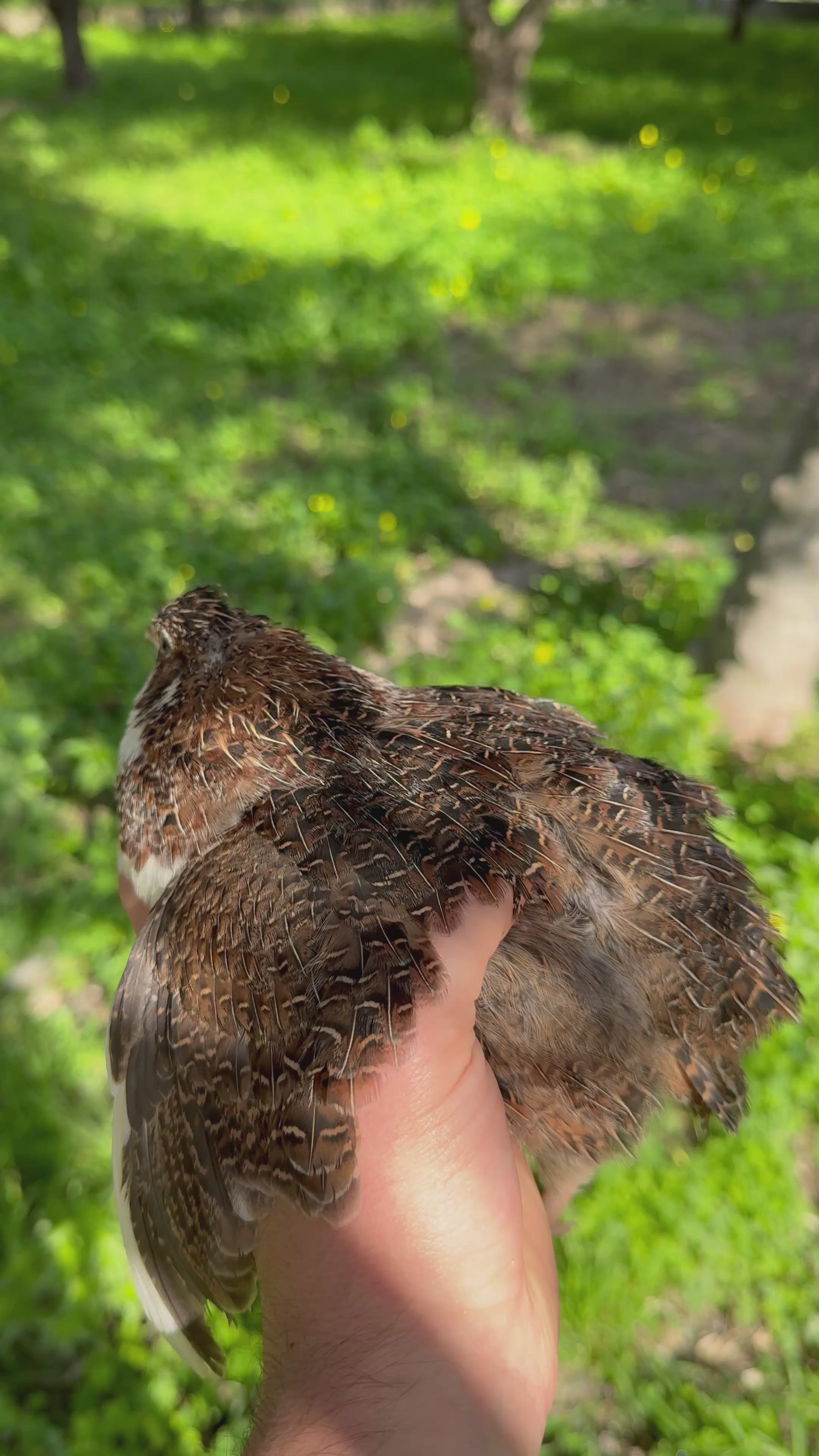Uova di Quaglia Jumbo - Colorazione Tuxedo