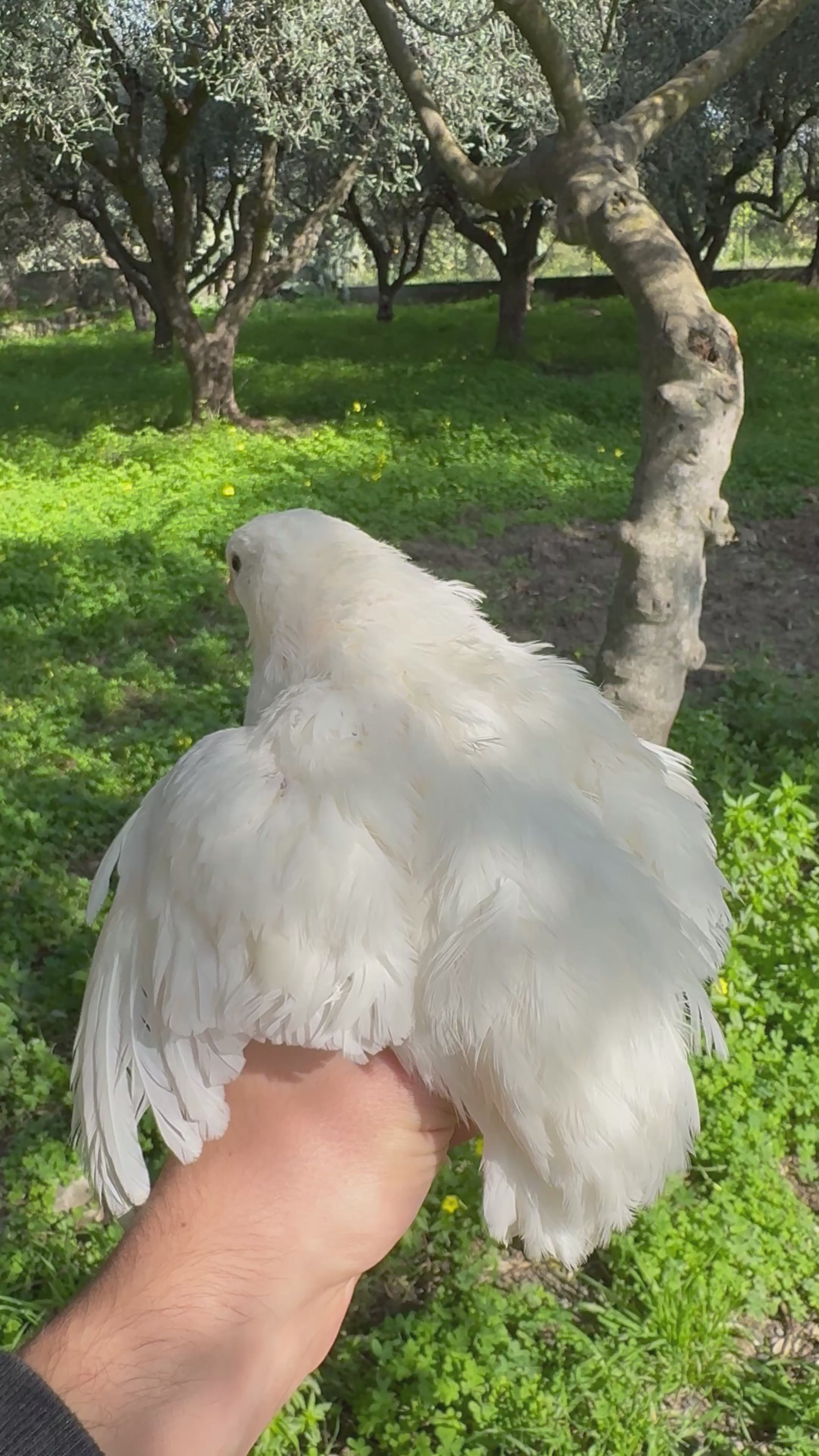 Uova di Quaglia Jumbo - Colorazione Bianca