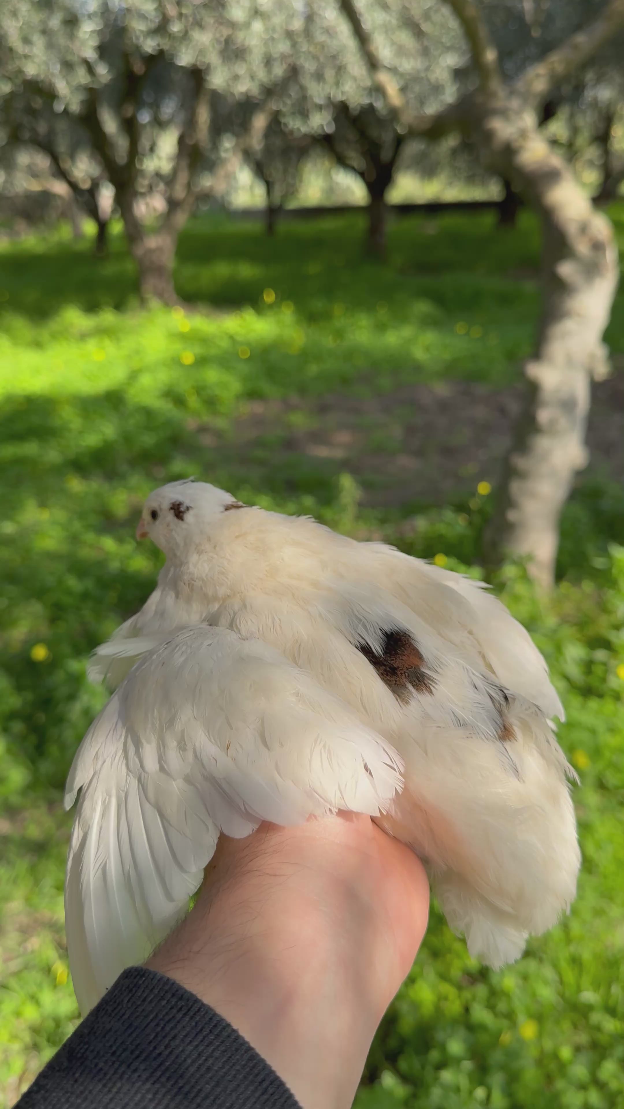 Uova di Quaglia Jumbo - Colorazione Bianca Macchiata
