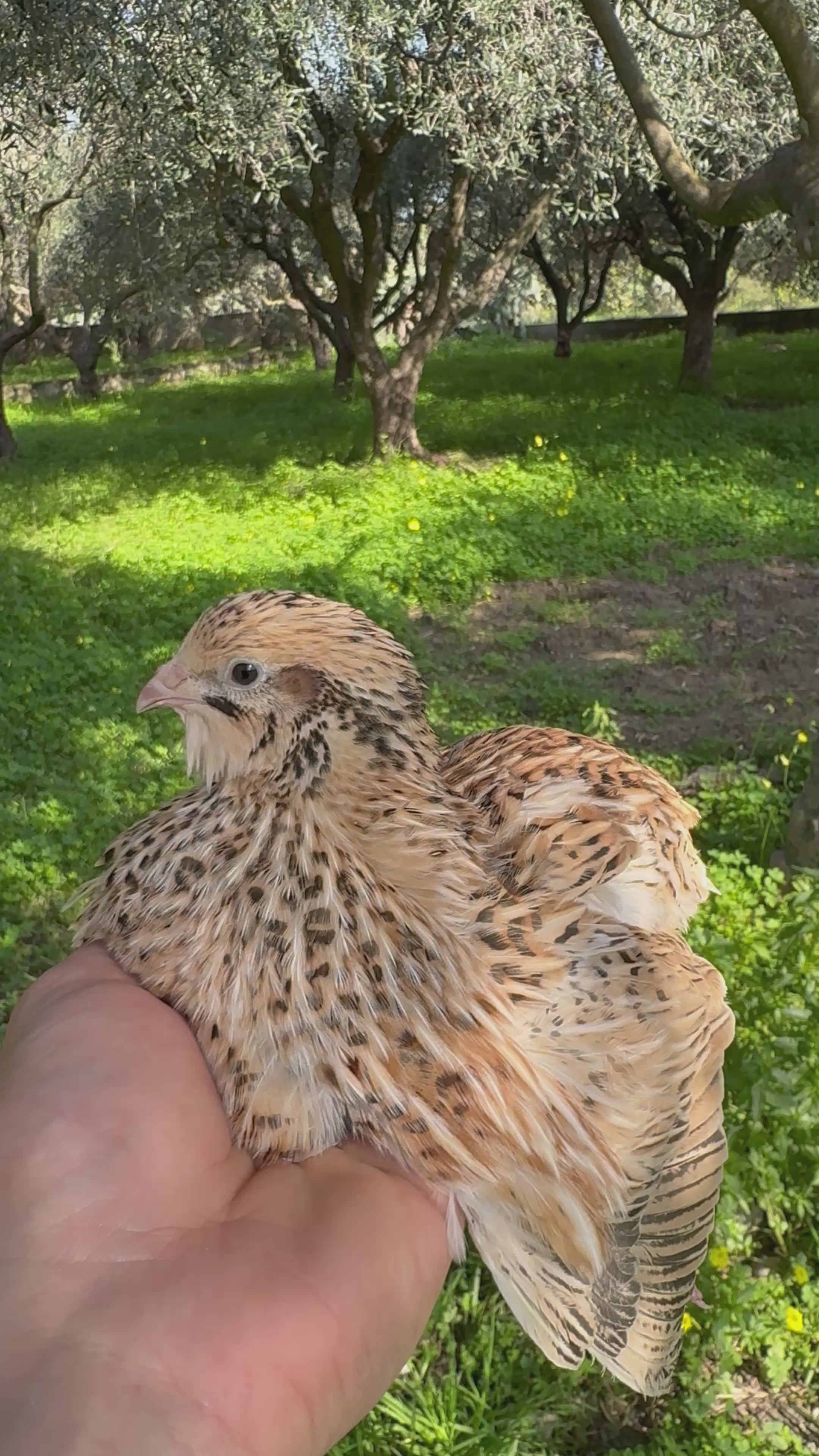 Uova di Quaglia Jumbo - Colorazione Golden