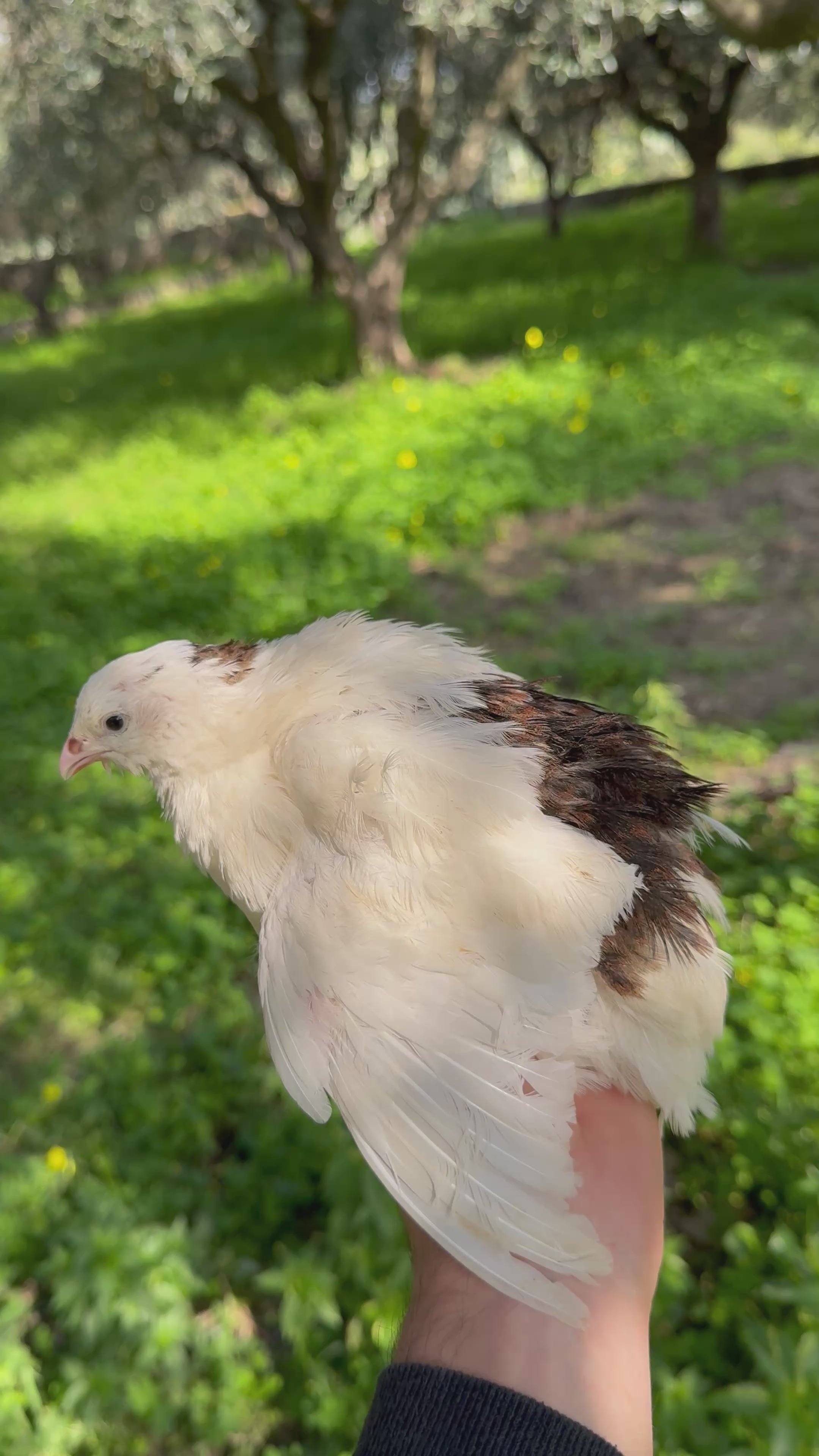 Uova di Quaglia Jumbo - Colorazione Bianca x Tuxedo